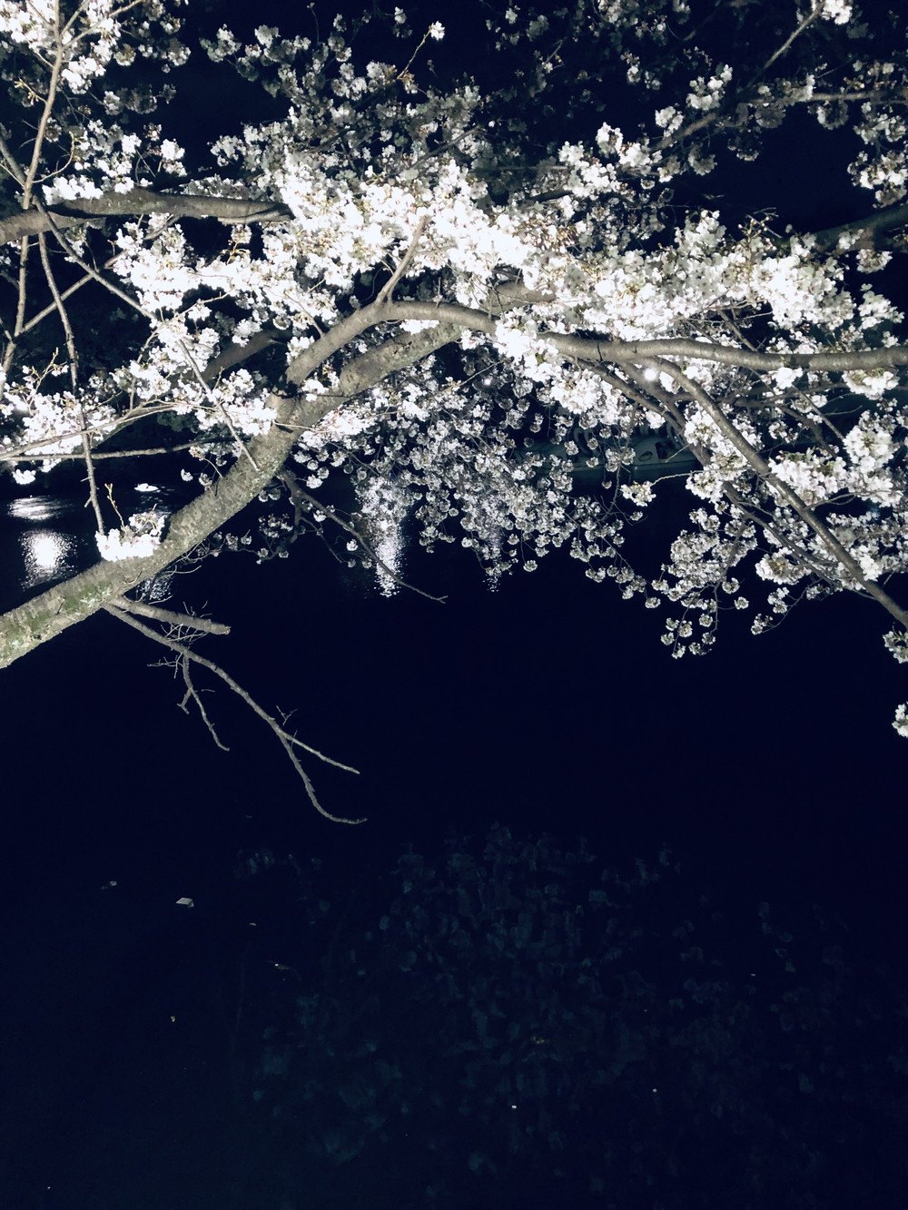 井之頭公園の夜桜ランの写真3