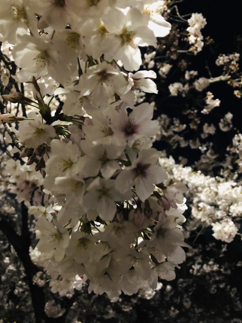 井之頭公園の夜桜ランの写真5