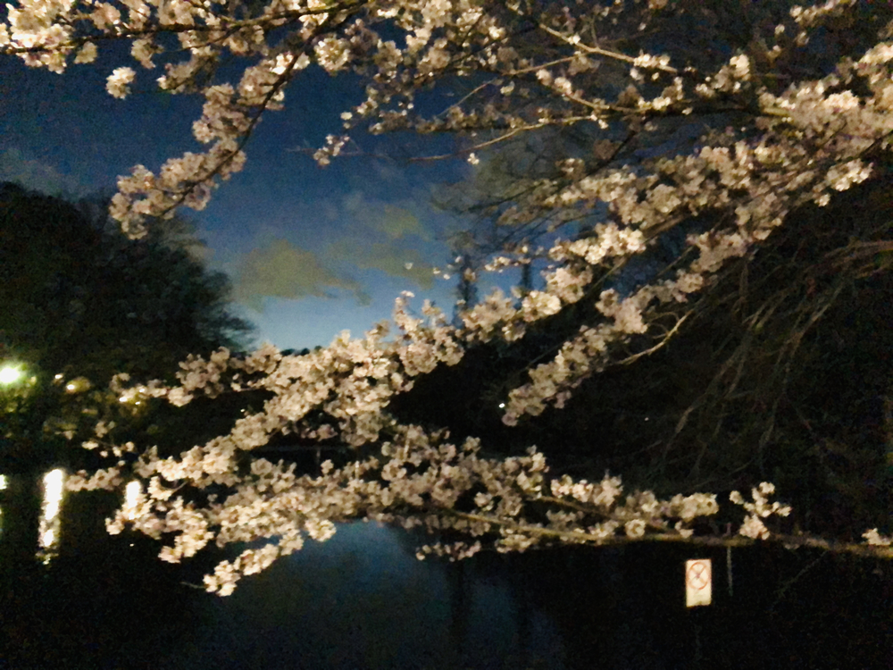 井之頭公園の夜桜ランの写真6