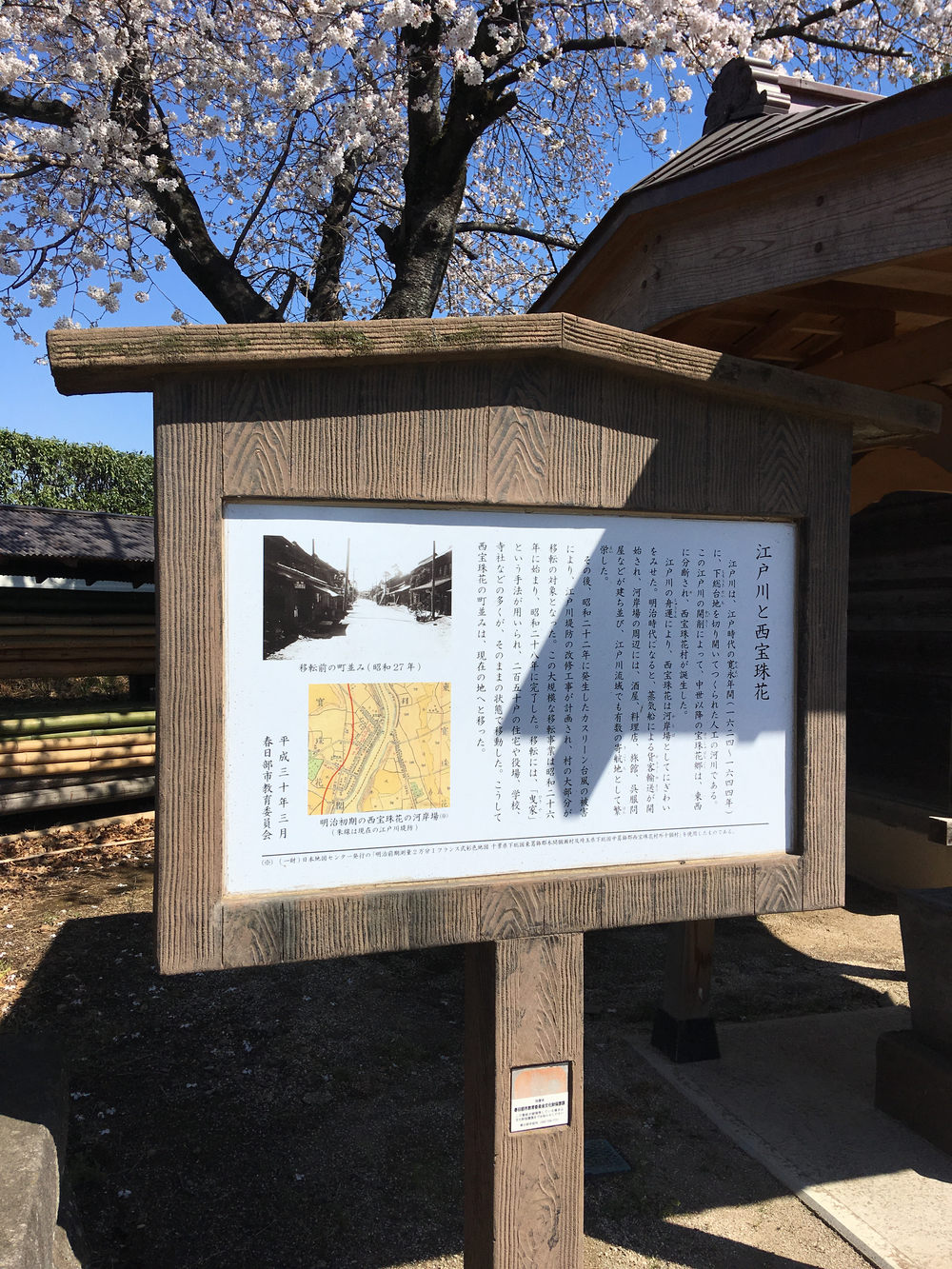 桜のトンネルの下をランニング♫の写真3