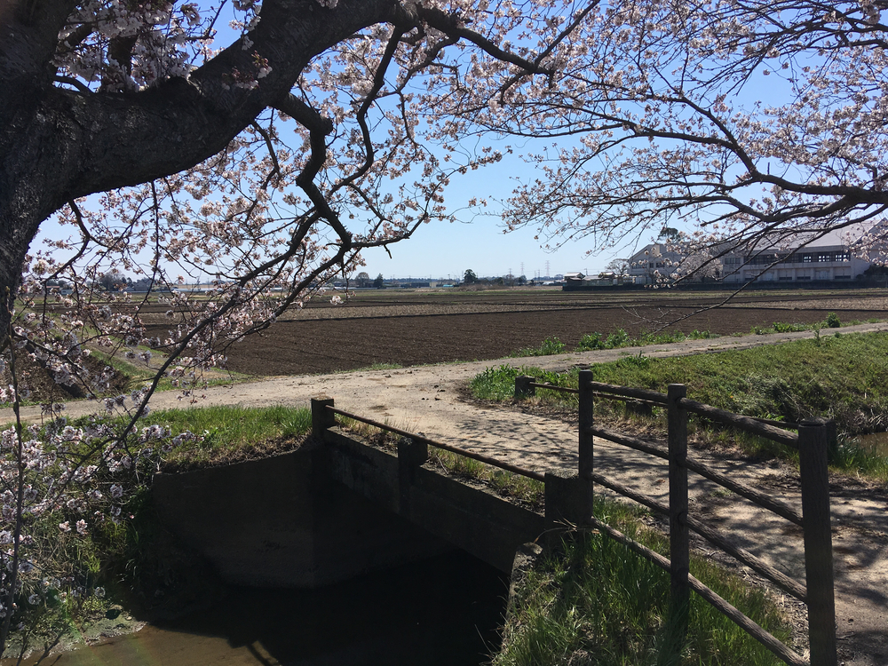 桜のトンネルの下をランニング♫の写真4