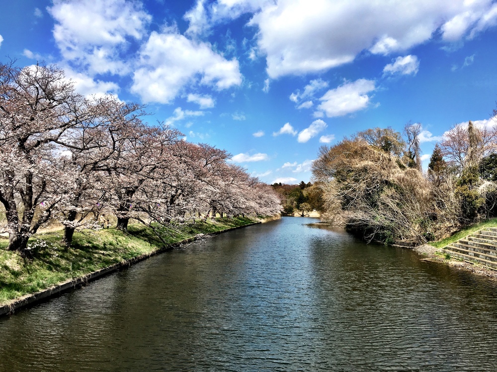 1.8kmの桜並木＆菜の花　福岡堰花見ランの写真3