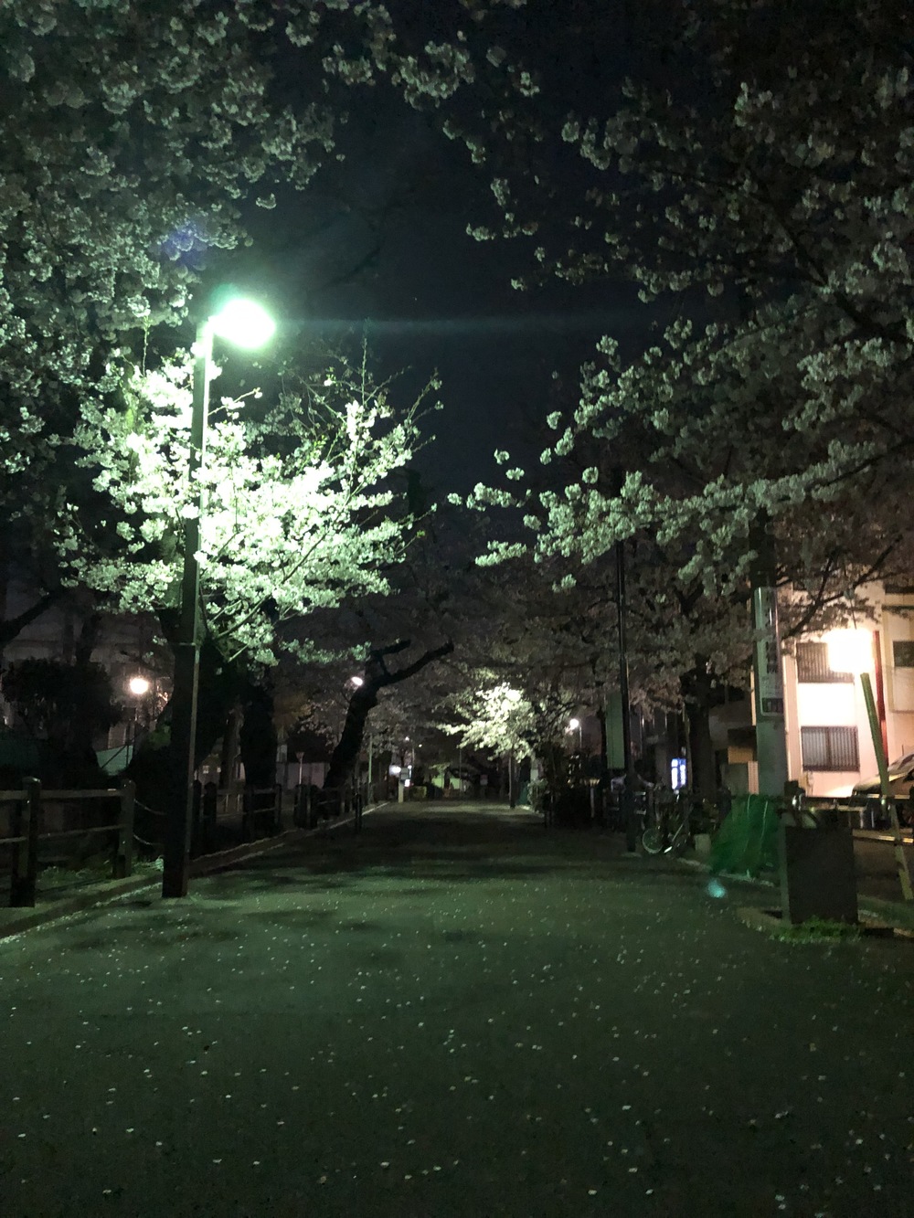 穴場、世田谷の呑川緑道で花見ランを愉しむ。の写真3