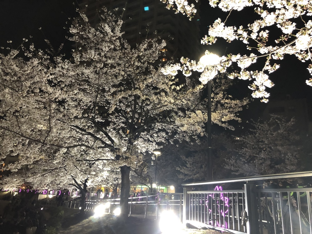 東京随一の桜満喫コースの写真4