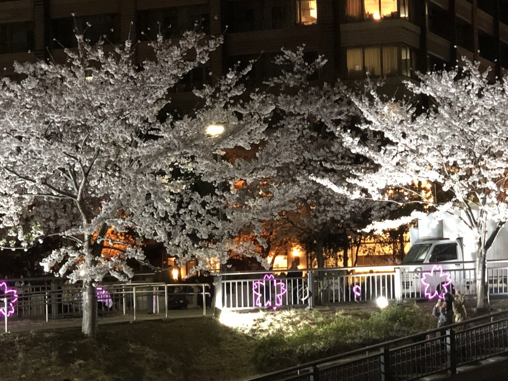東京随一の桜満喫コースの写真5