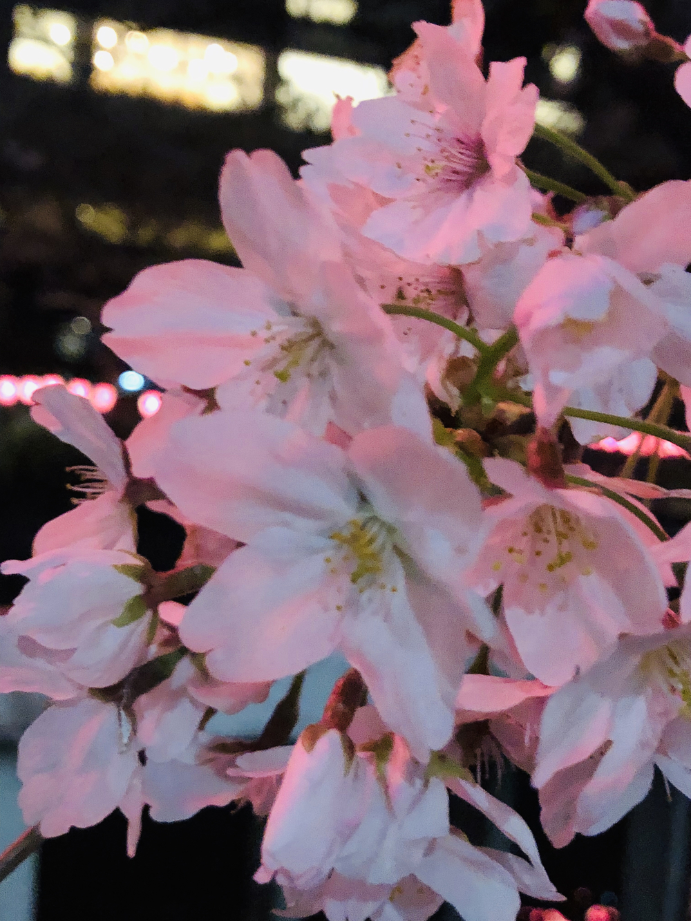 東京随一の桜満喫コースの写真6