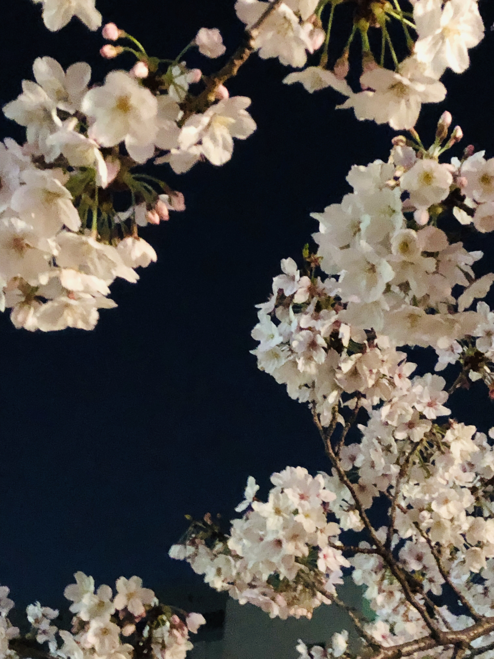 東京随一の桜満喫コースの写真7