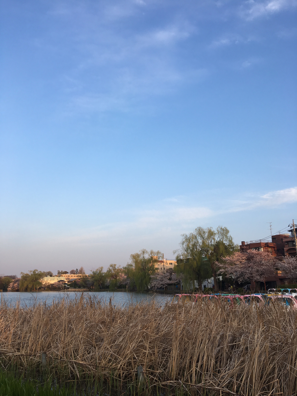 俺のさくら杯、練馬ハーフマラソンの写真4