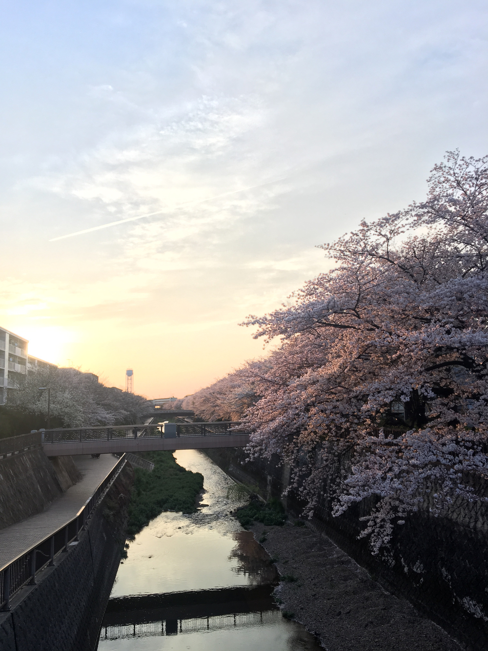 俺のさくら杯、練馬ハーフマラソンの写真5