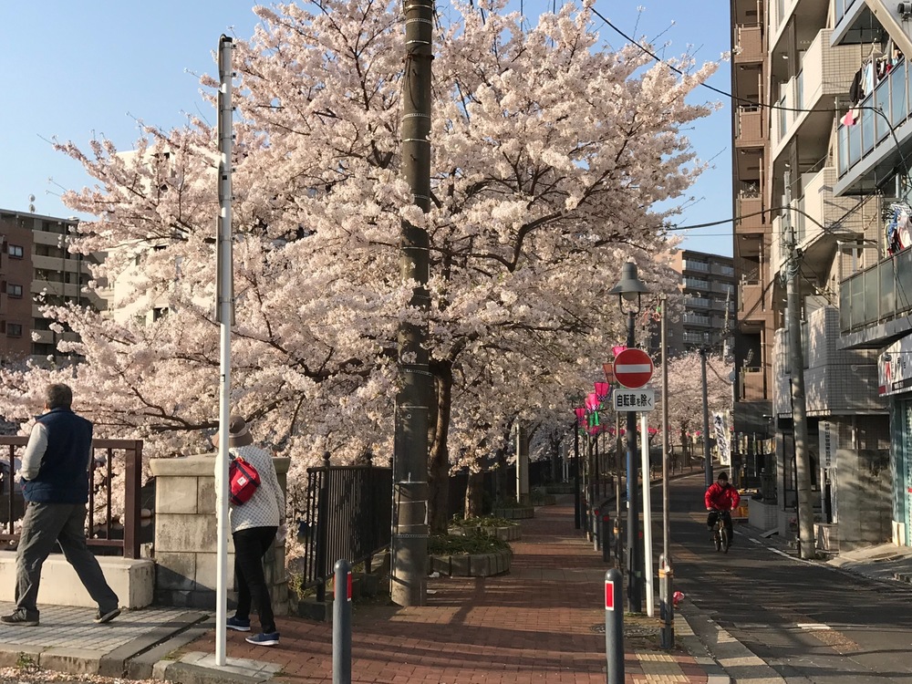 横浜市大岡川遊歩道でのお花見ランの写真3
