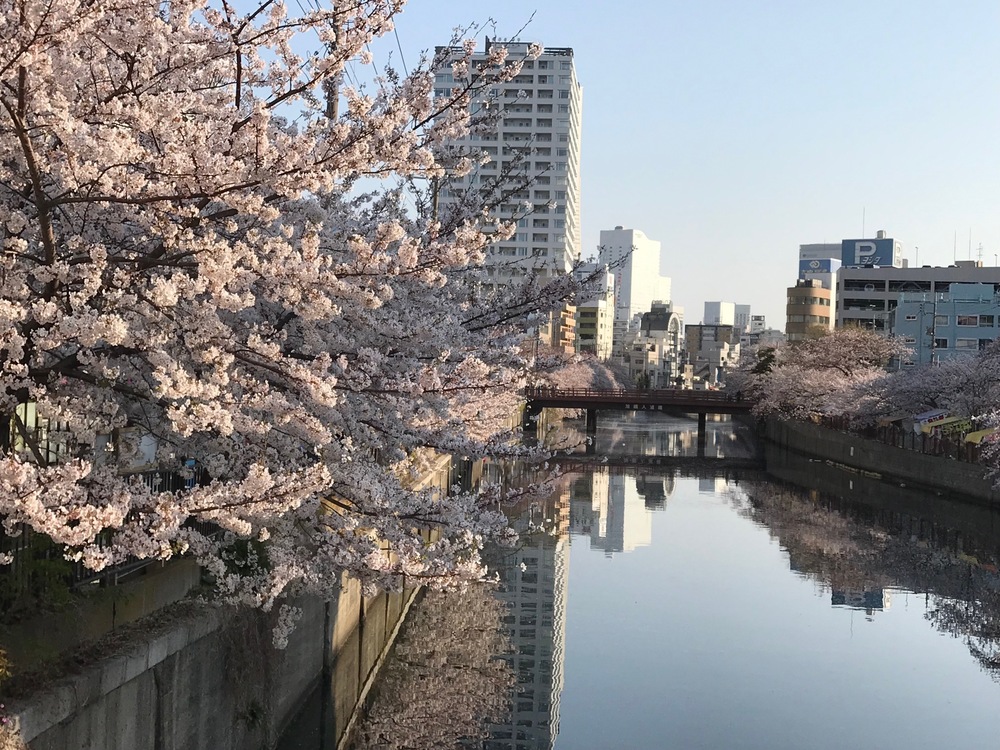 横浜市大岡川遊歩道でのお花見ランの写真4