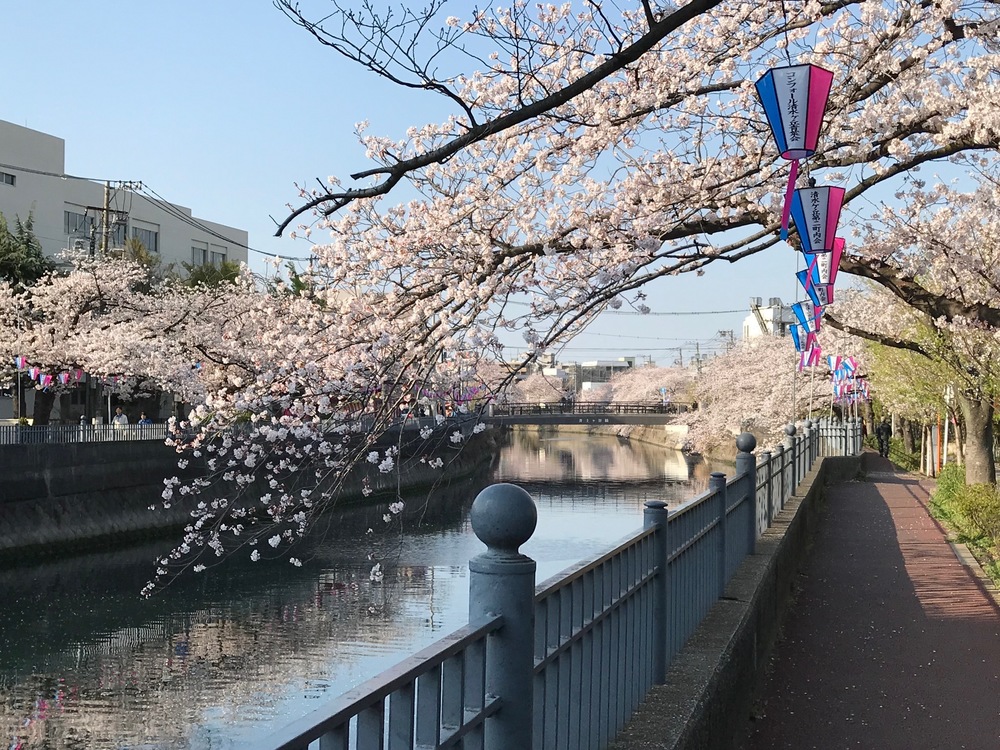 横浜市大岡川遊歩道でのお花見ランの写真5