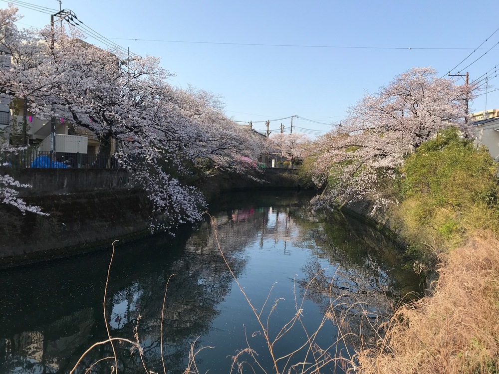 横浜市大岡川遊歩道でのお花見ランの写真6