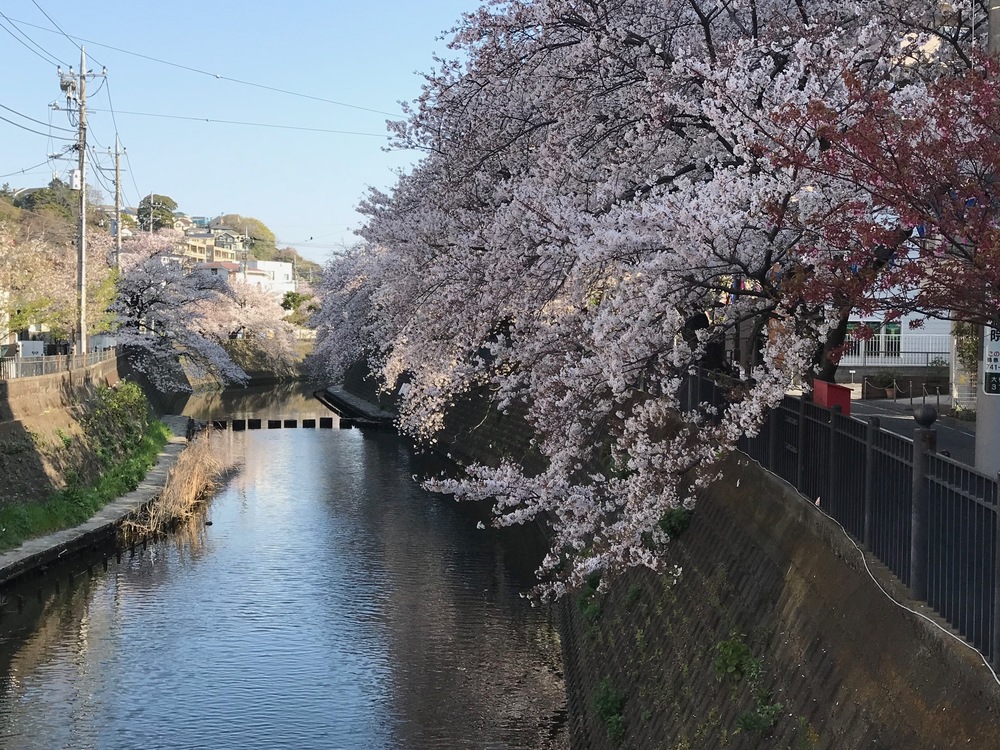 横浜市大岡川遊歩道でのお花見ランの写真7