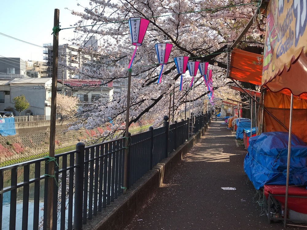 横浜市大岡川遊歩道でのお花見ランの写真8