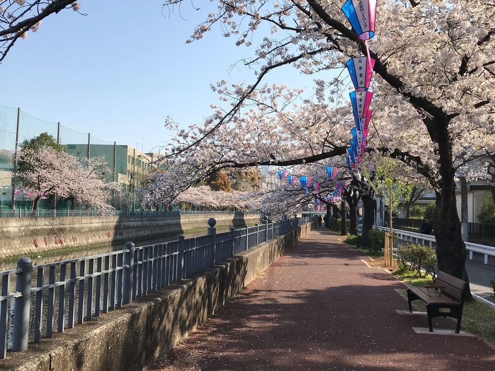 横浜市大岡川遊歩道でのお花見ランの写真9