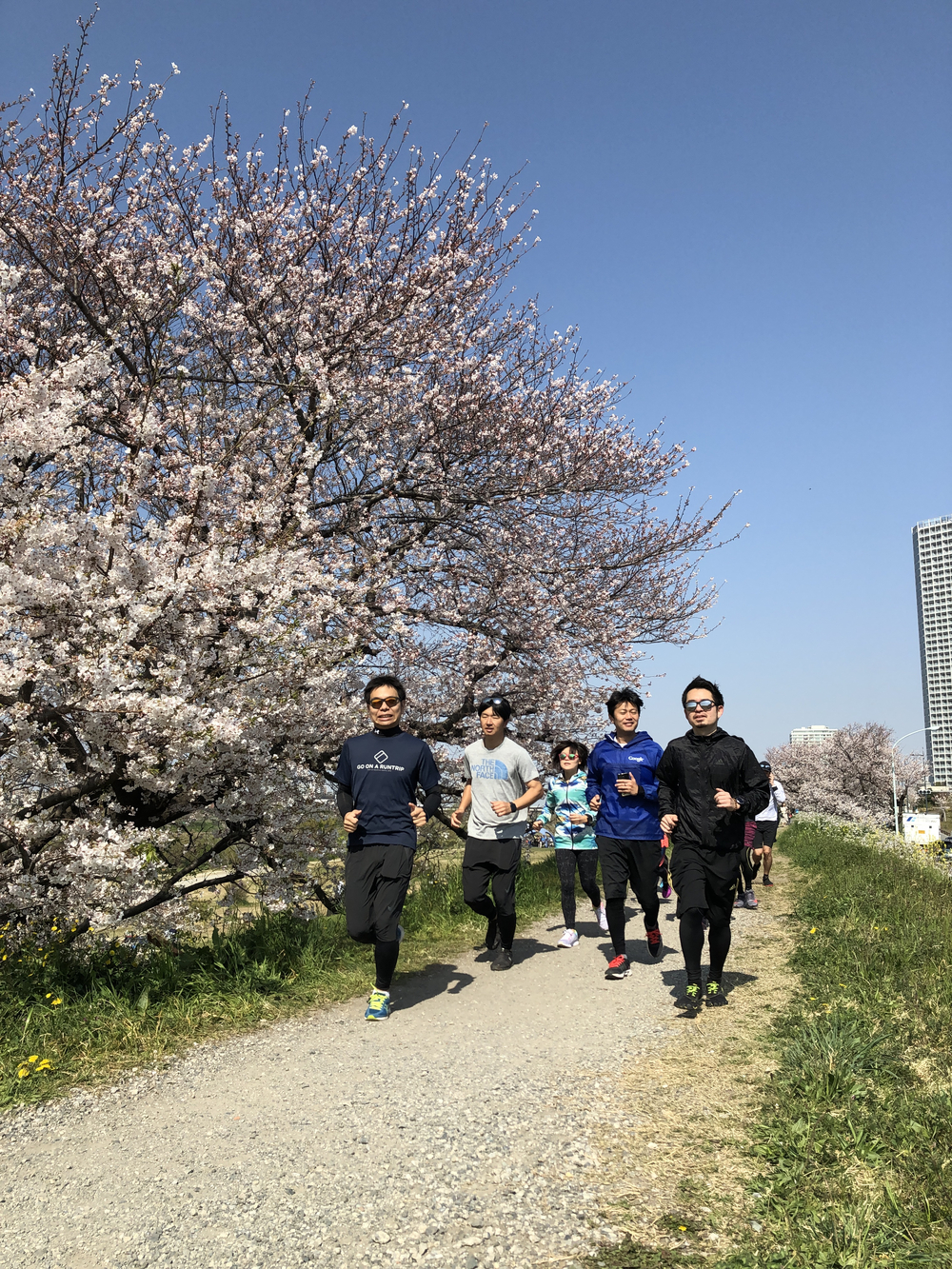 桜づくしのニコタマRUNの写真3
