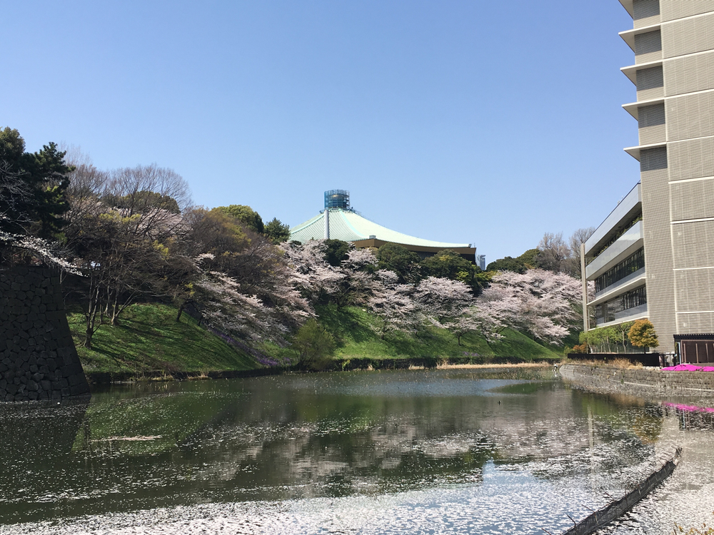 散り始めの桜を見ながら皇居ランの写真3