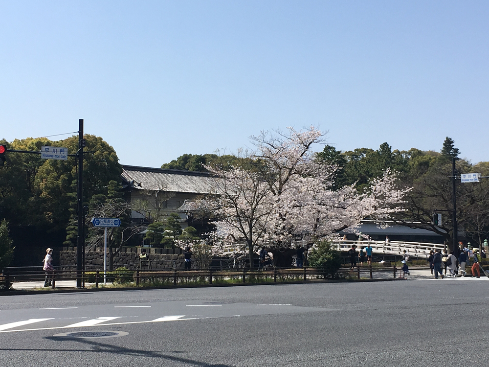 散り始めの桜を見ながら皇居ランの写真4