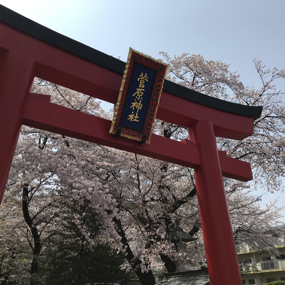 サクラでつなぎました。の写真3