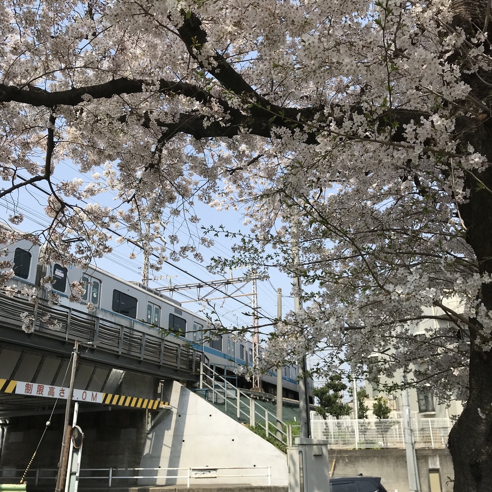 サクラでつなぎました。の写真4