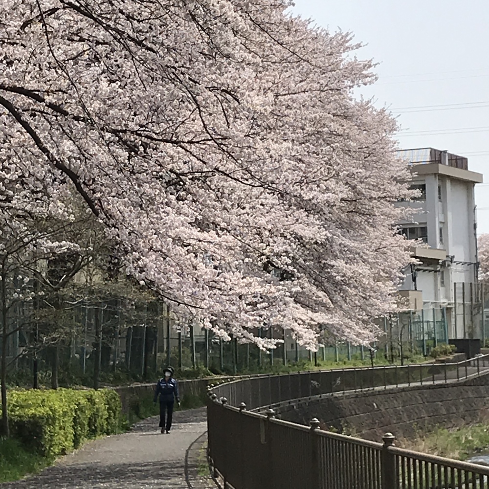 サクラでつなぎました。の写真5