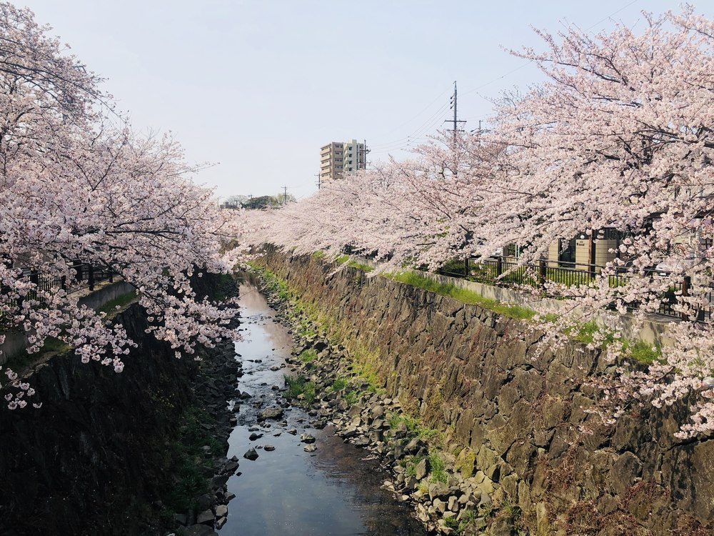 【名古屋お花見RUN】東山公園～山崎川～鶴舞公園～アーリーバーズフレックファストの写真3