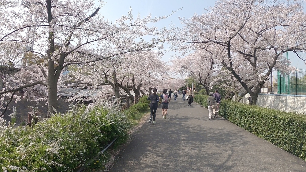 【名古屋お花見RUN】東山公園～山崎川～鶴舞公園～アーリーバーズフレックファストの写真4