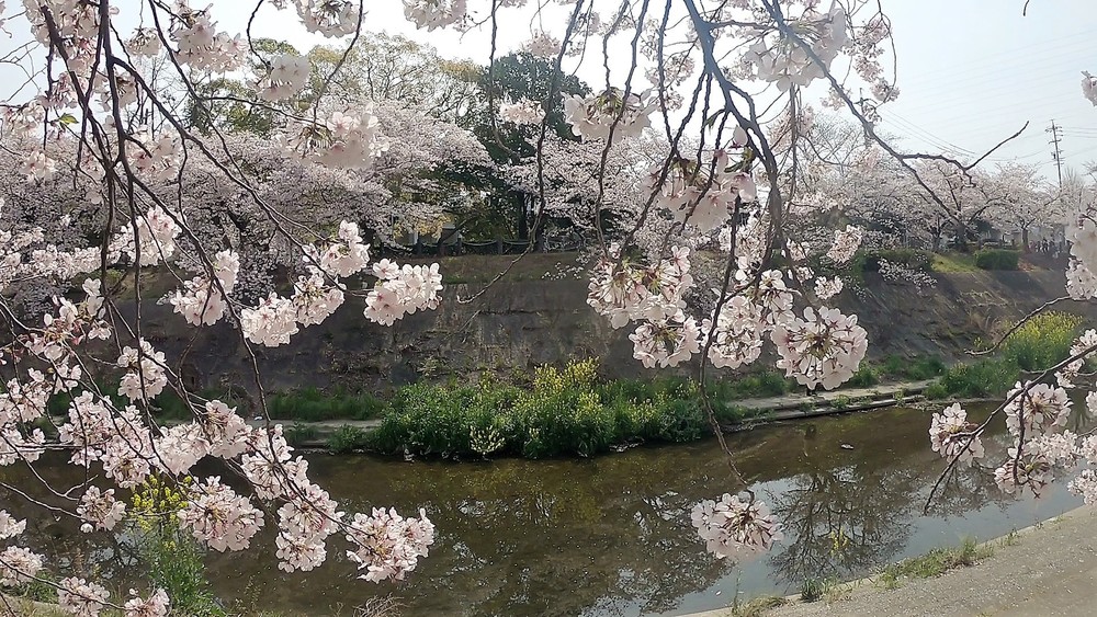【名古屋お花見RUN】東山公園～山崎川～鶴舞公園～アーリーバーズフレックファストの写真5