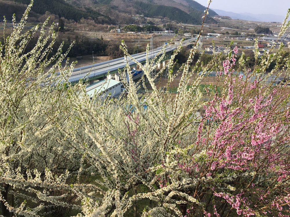 この時期、笛吹は桜と桃の花が一面に咲き誇り心の赴くままに走り回れます。の写真3