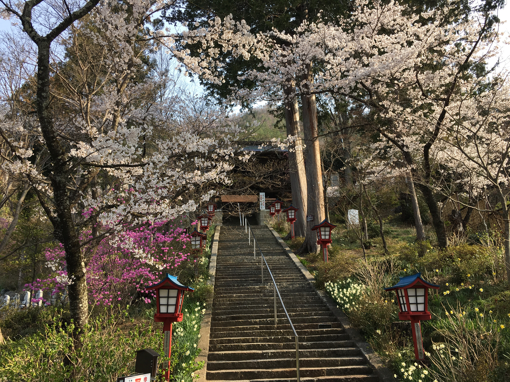 この時期、笛吹は桜と桃の花が一面に咲き誇り心の赴くままに走り回れます。の写真4