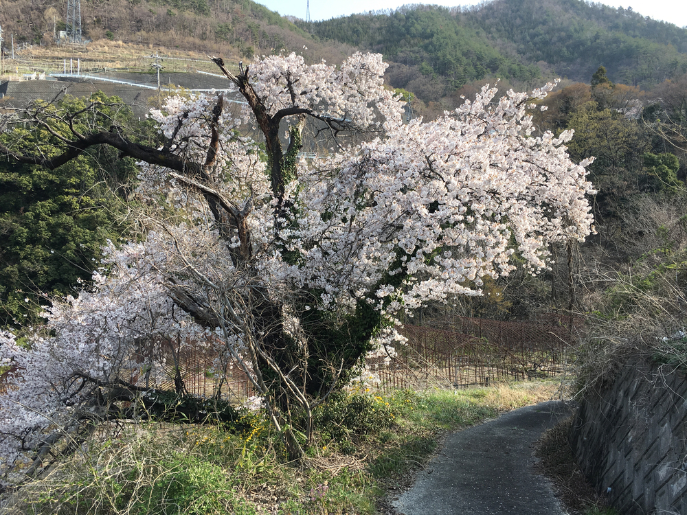 この時期、笛吹は桜と桃の花が一面に咲き誇り心の赴くままに走り回れます。の写真5