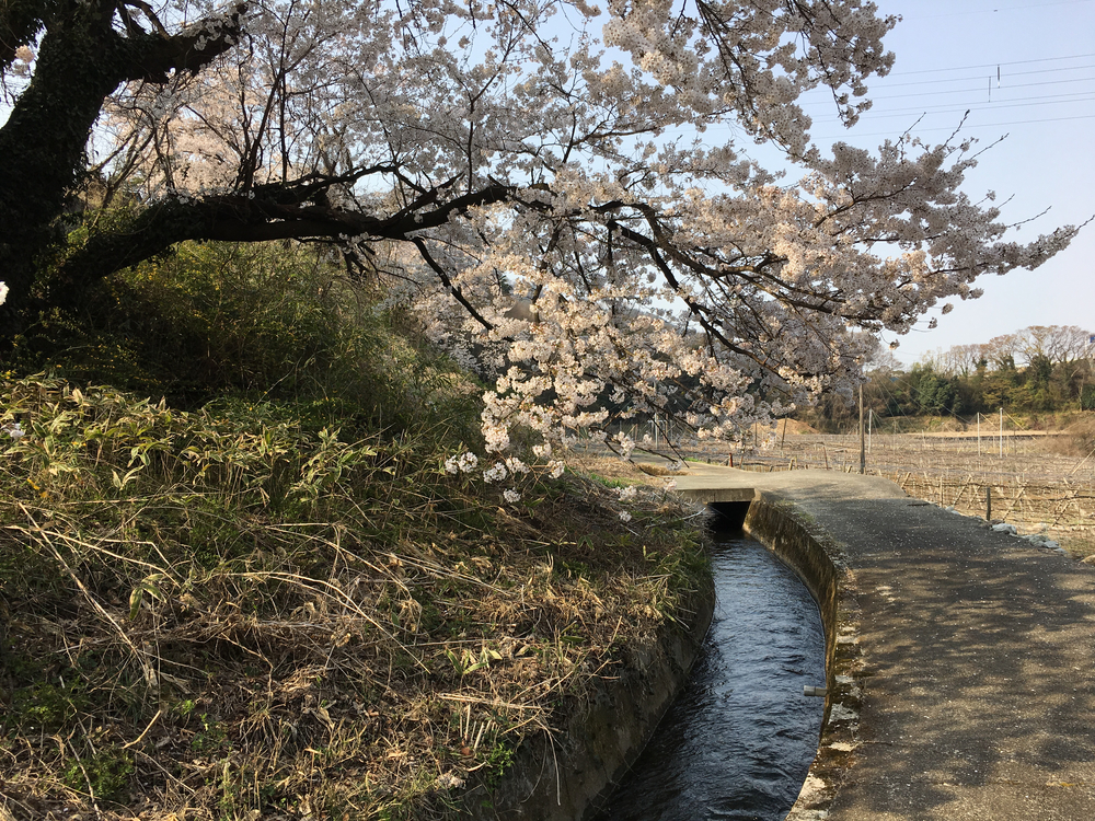 この時期、笛吹は桜と桃の花が一面に咲き誇り心の赴くままに走り回れます。の写真6