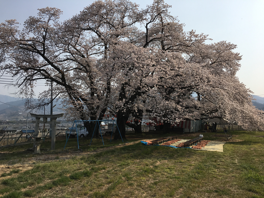 この時期、笛吹は桜と桃の花が一面に咲き誇り心の赴くままに走り回れます。の写真7