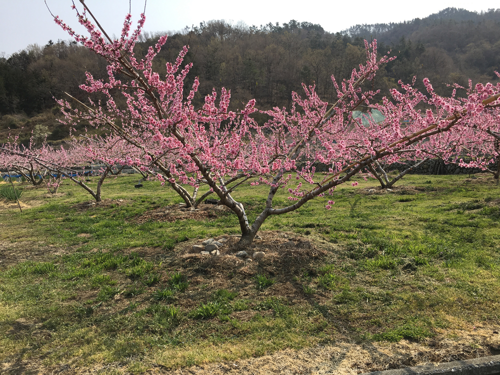 この時期、笛吹は桜と桃の花が一面に咲き誇り心の赴くままに走り回れます。の写真8