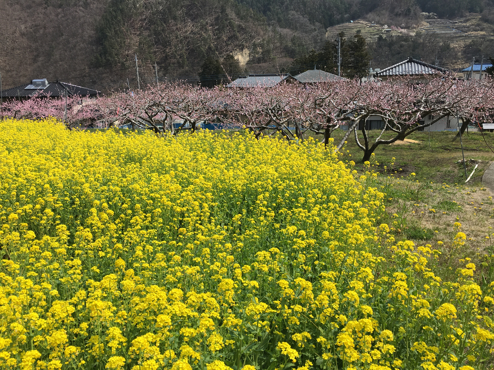 この時期、笛吹は桜と桃の花が一面に咲き誇り心の赴くままに走り回れます。の写真9
