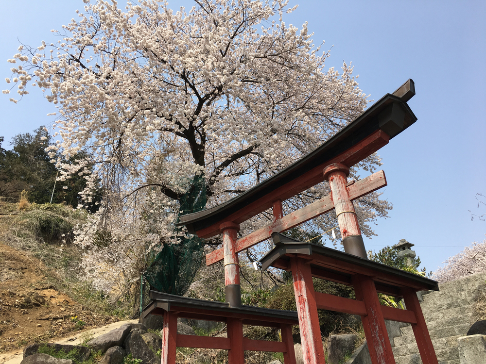 この時期、笛吹は桜と桃の花が一面に咲き誇り心の赴くままに走り回れます。の写真10