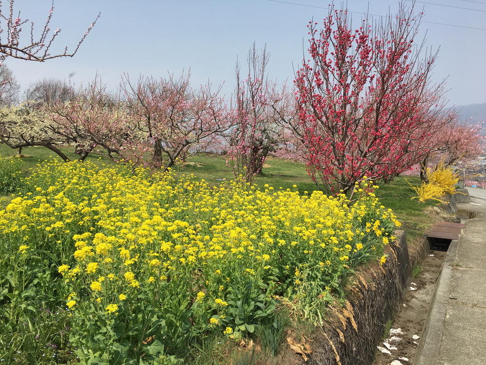 この時期、笛吹は桜と桃の花が一面に咲き誇り心の赴くままに走り回れます。の写真11