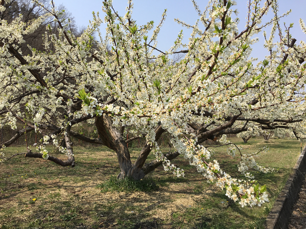 この時期、笛吹は桜と桃の花が一面に咲き誇り心の赴くままに走り回れます。の写真12