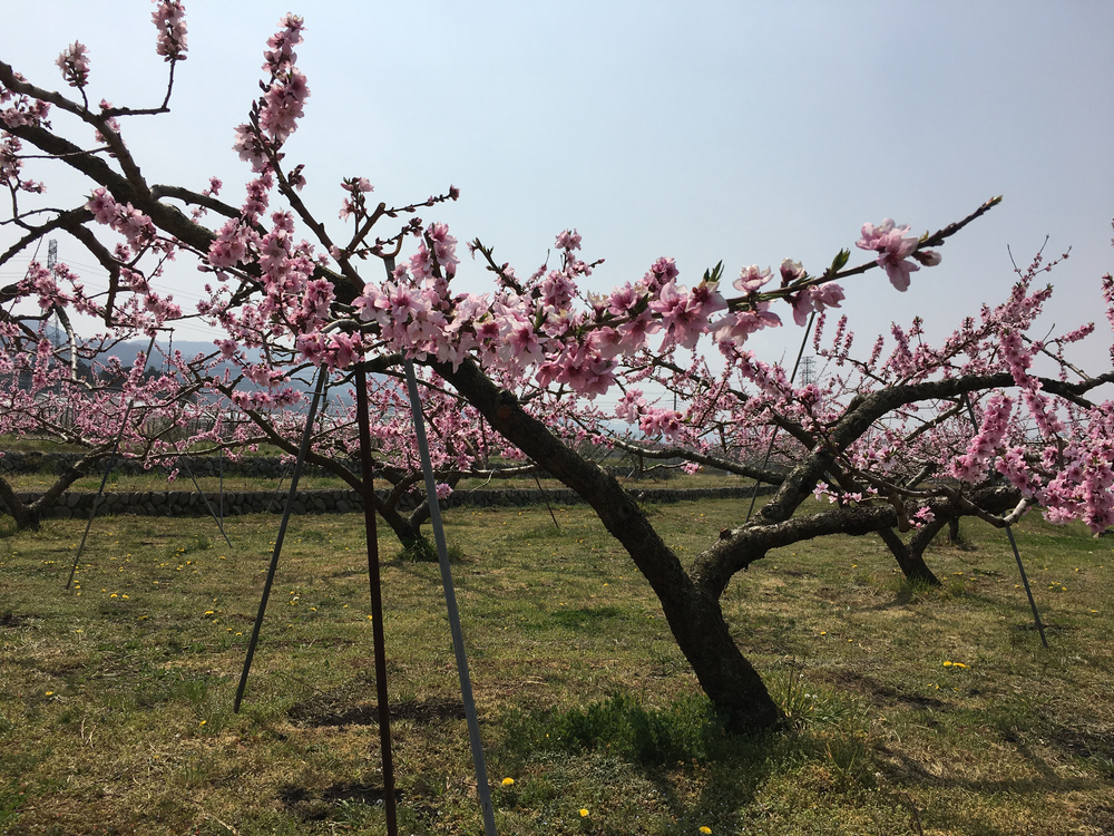 この時期、笛吹は桜と桃の花が一面に咲き誇り心の赴くままに走り回れます。の写真14