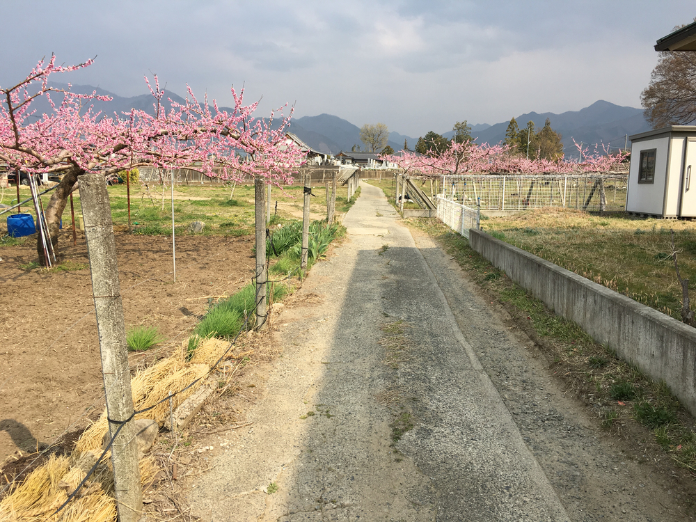 この時期、笛吹は桜と桃の花が一面に咲き誇り心の赴くままに走り回れます。の写真16