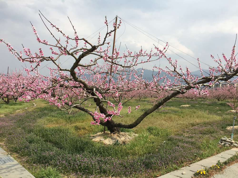 この時期、笛吹は桜と桃の花が一面に咲き誇り心の赴くままに走り回れます。の写真17