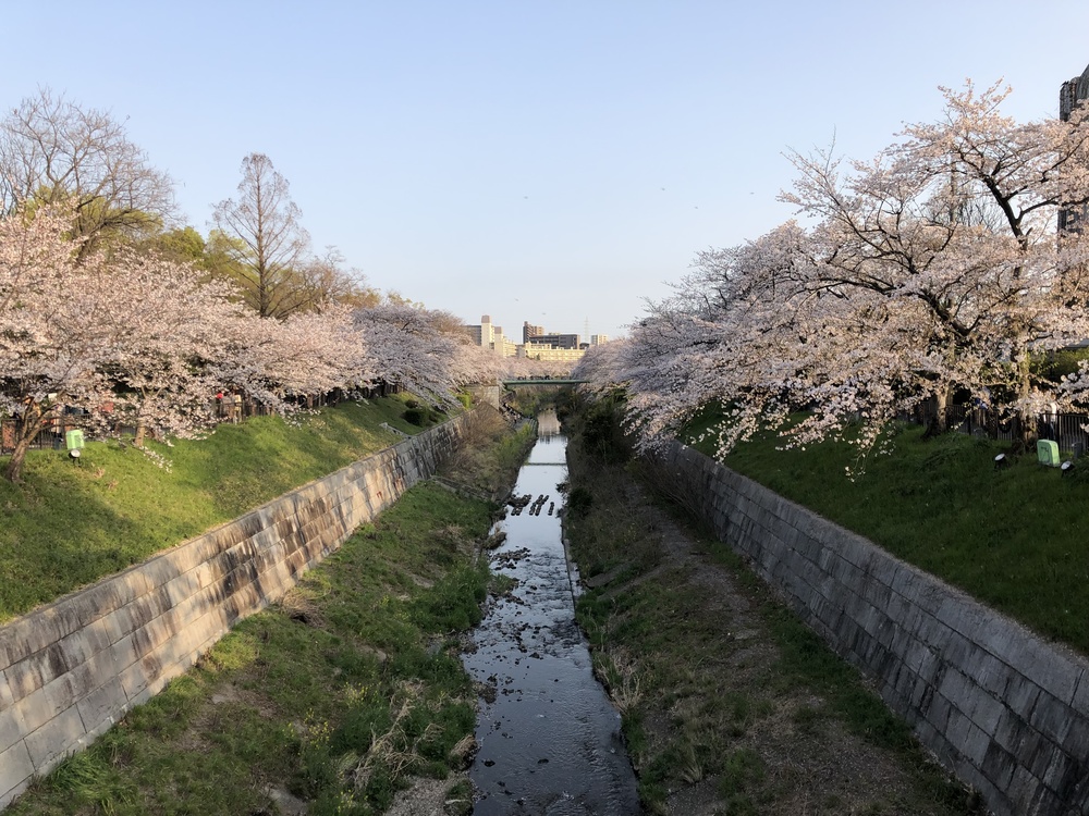 川の両サイドに咲く桜が綺麗の写真3