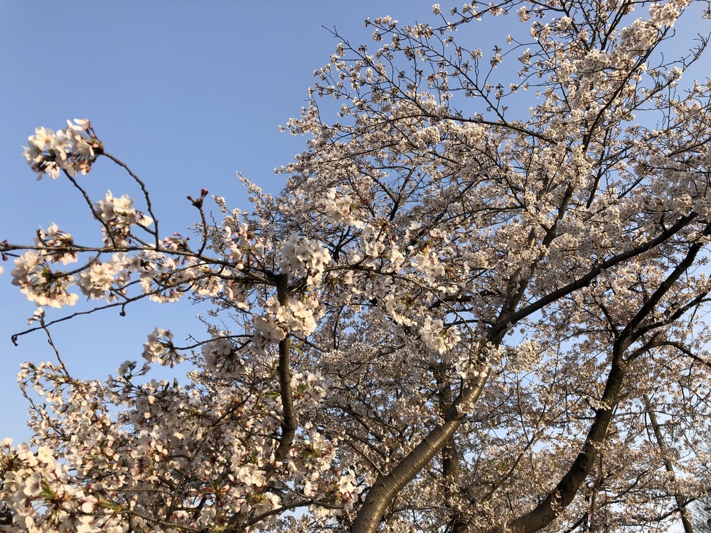 川の両サイドに咲く桜が綺麗の写真4