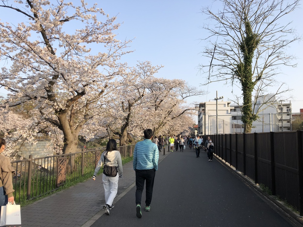 川の両サイドに咲く桜が綺麗の写真5
