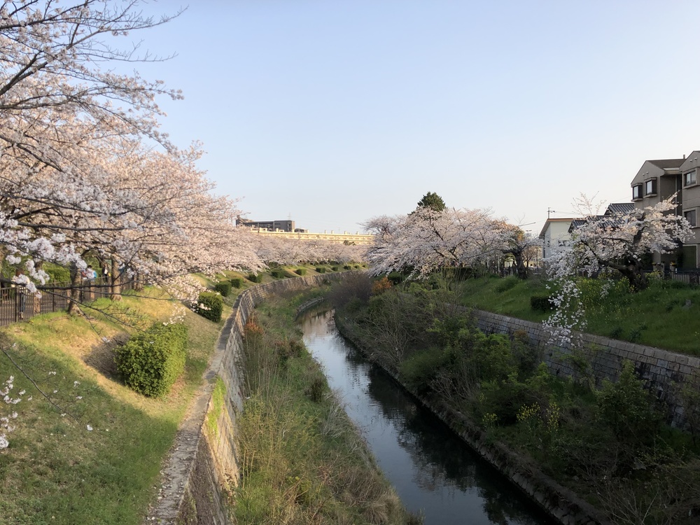 川の両サイドに咲く桜が綺麗の写真6