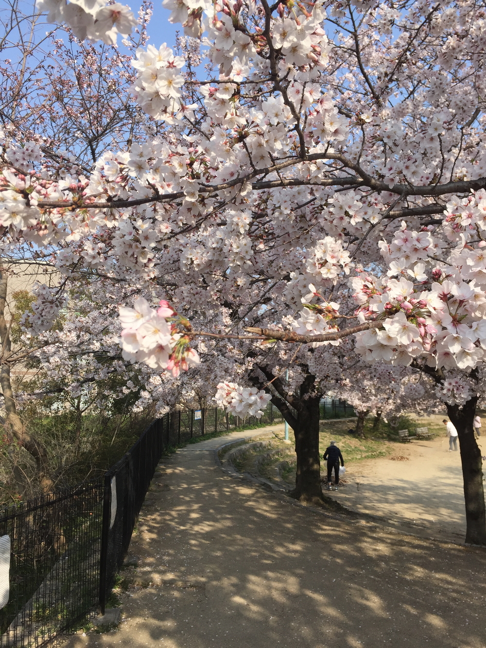 満開の桜の今川緑道の写真3