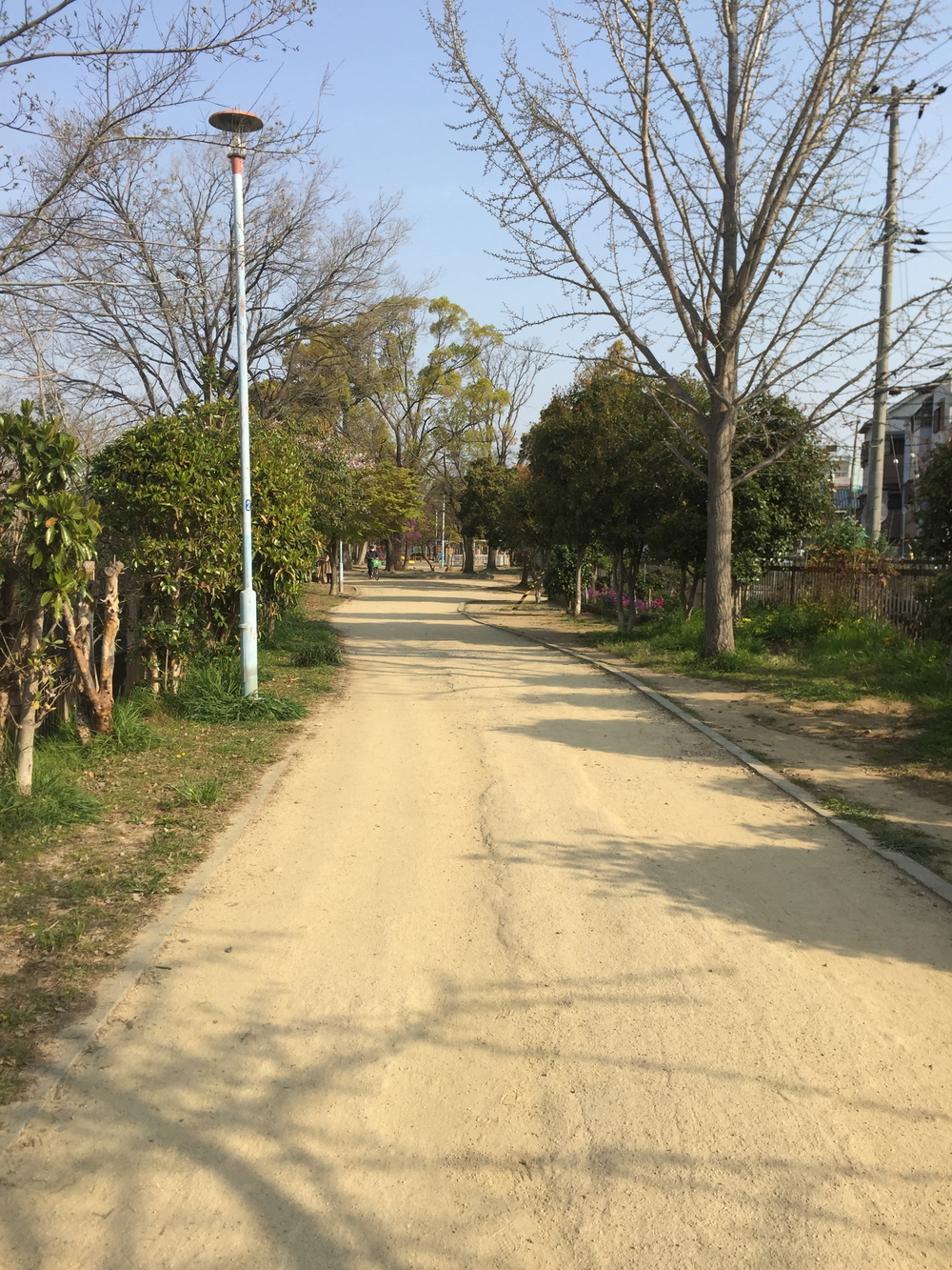 満開の桜の今川緑道の写真4