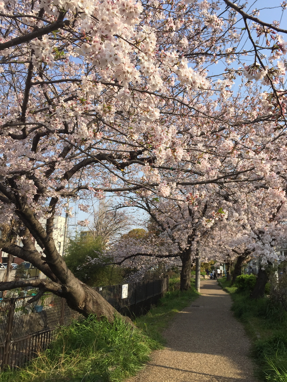 満開の桜の今川緑道の写真5