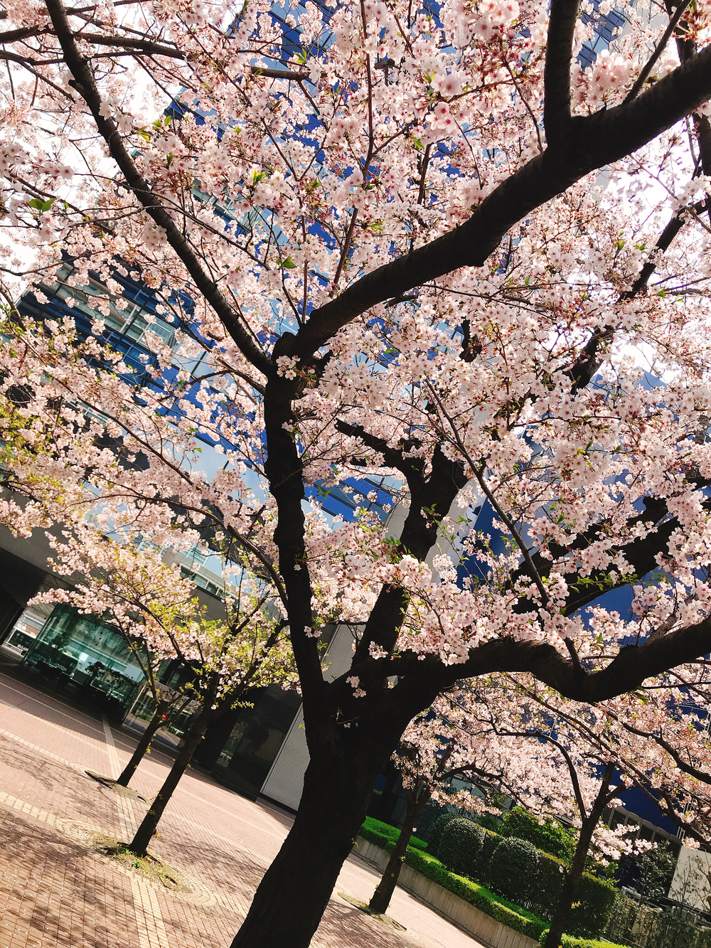 レインボーブリッジRUNの写真3